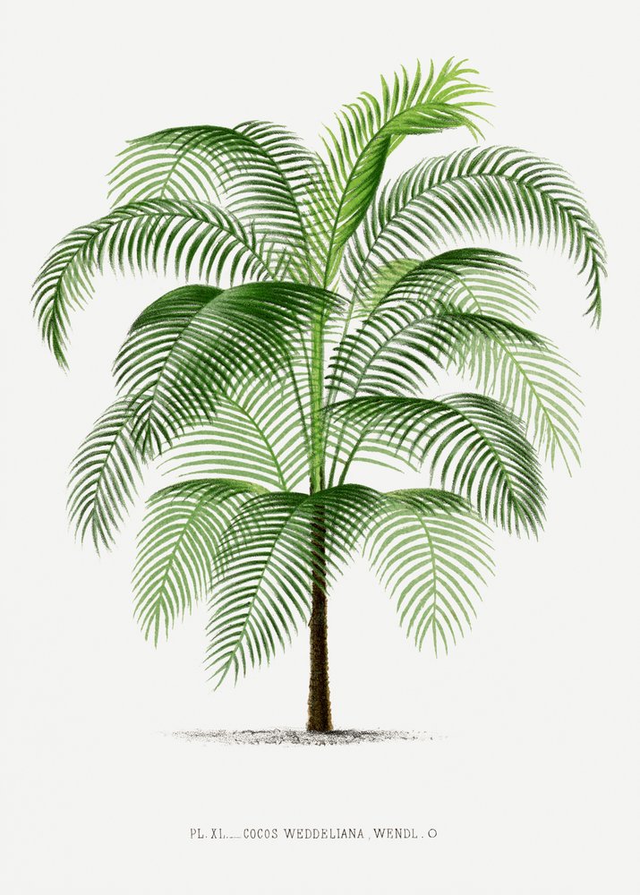 Xi Cocos Weddeliana door Les Palmiers Histoire Iconographique