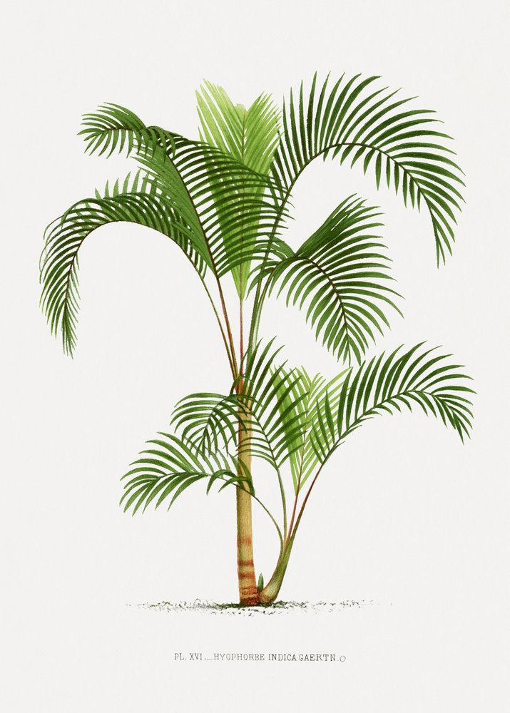 Xvi Hyophorbe I door Les Palmiers Histoire Iconographique