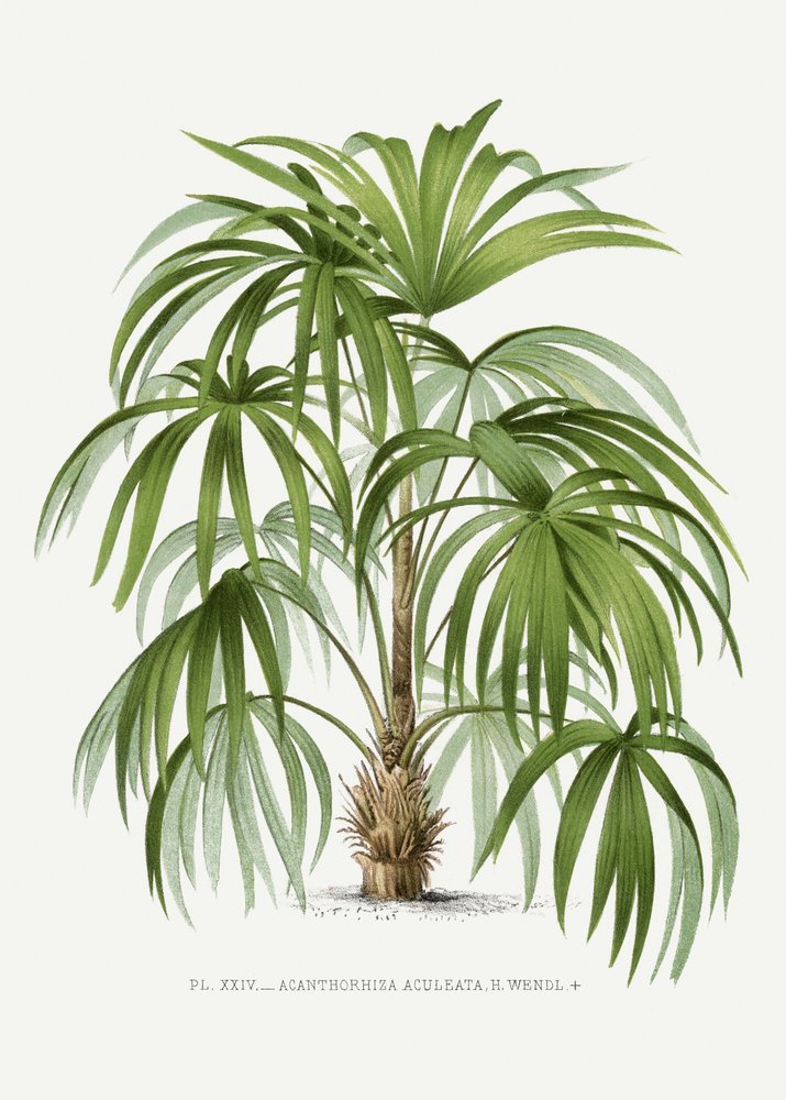 XXIV Acanthorhiza aculeata door Les Palmiers Histoire Iconographique