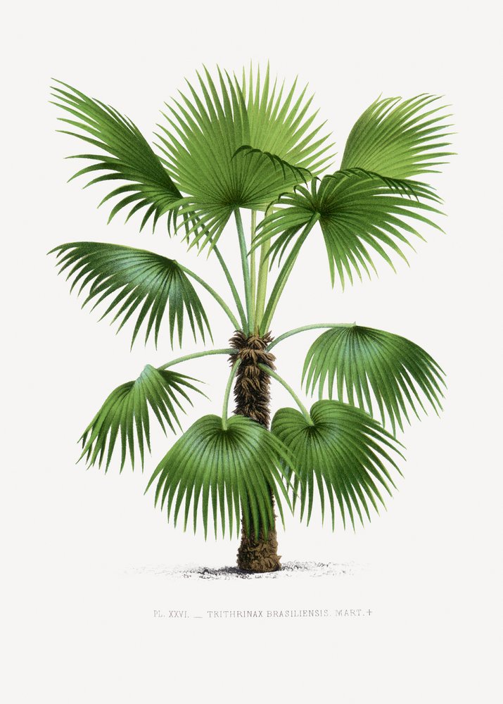 XXVI Trithrinax B door Les Palmiers Histoire Iconographique