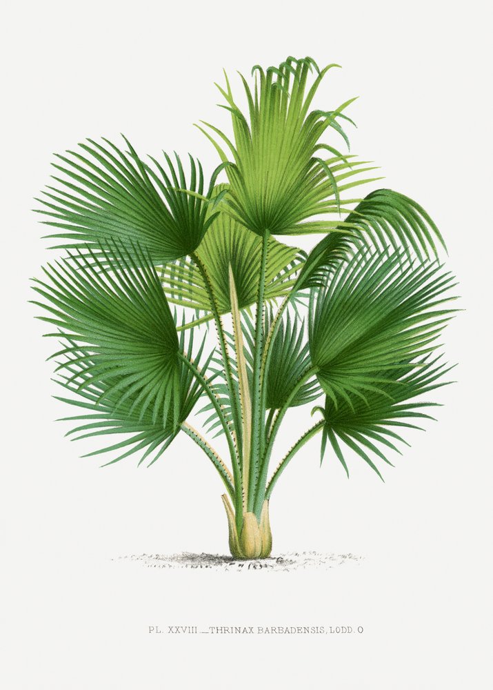 XXVII Thrinax B door Les Palmiers Histoire Iconographique