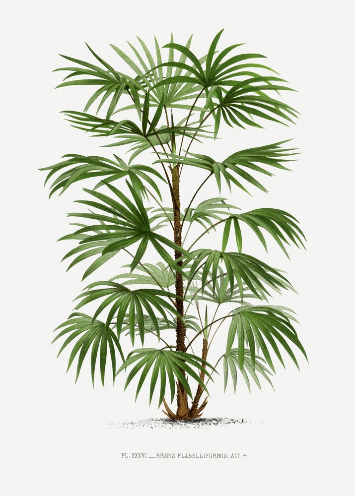 Xxxvi Rhapis F door Les Palmiers Histoire Iconographique