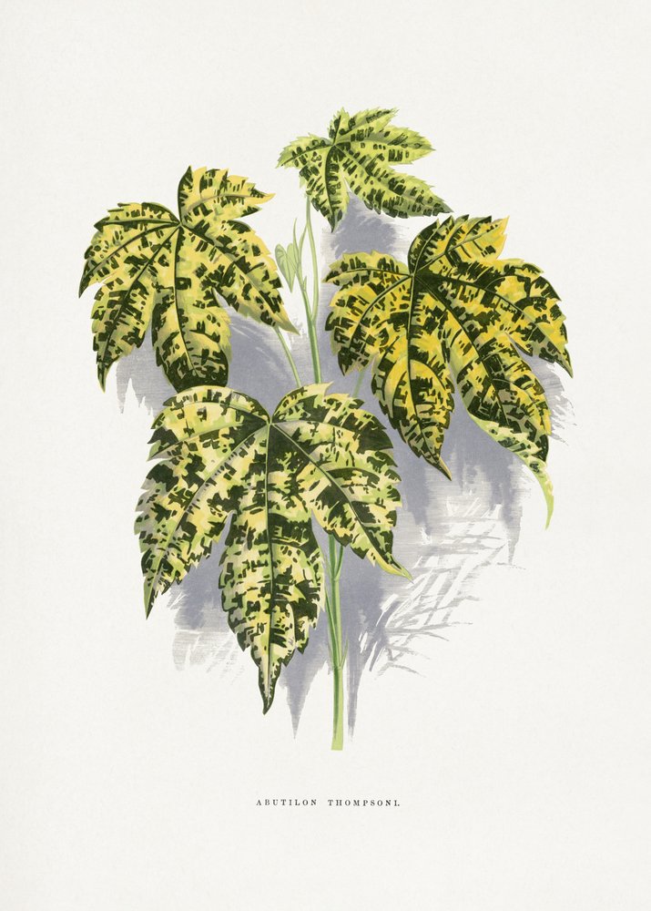 Illustratie van een blad van Abutilon thompsoni door Les Plantes a Feuillage Colore