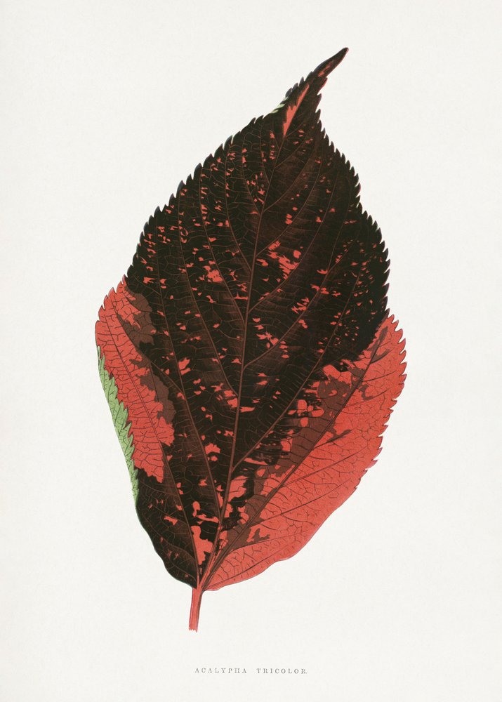 Illustratie van het blad van de Acalypha Tricolor door Les Plantes a Feuillage Colore