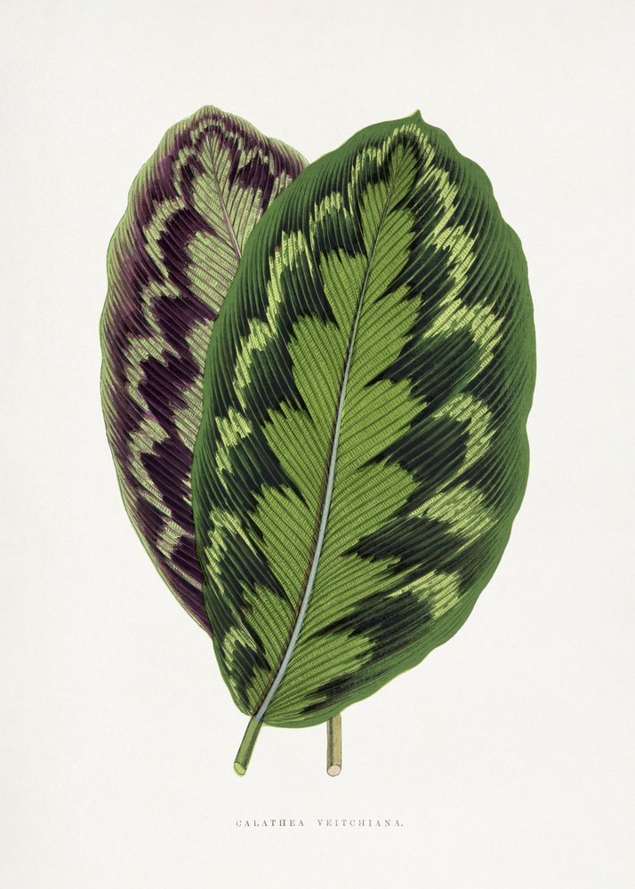 Illustratie van het blad van de Calathea Veitchiana door Les Plantes a Feuillage Colore