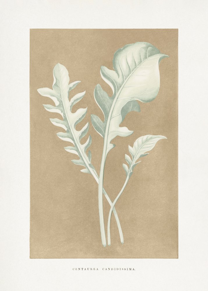 Illustratie van het blad van Centaurea candidissima door Les Plantes a Feuillage Colore