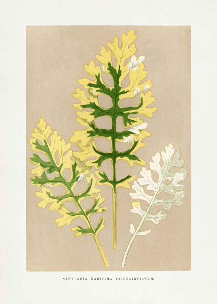 Illustratie van het blad van Cineraria maritima 