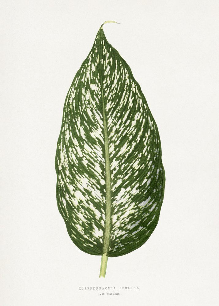 Illustratie van het blad van de Dieffenbachia Seguina door Les Plantes a Feuillage Colore