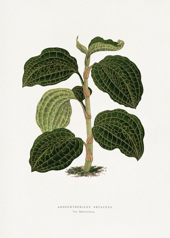 Groene Anoechtochilus setaceus – bladillustratie door Les Plantes a Feuillage Colore