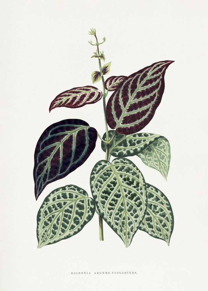 Illustratie van het blad van de groene Bignonia argyro-violascens door Les Plantes a Feuillage Colore