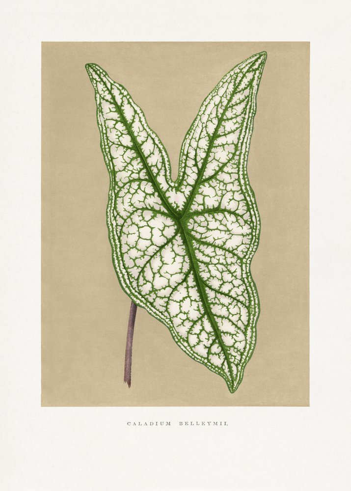 Illustratie van een groen blad van de Caladium Belleymii door Les Plantes a Feuillage Colore