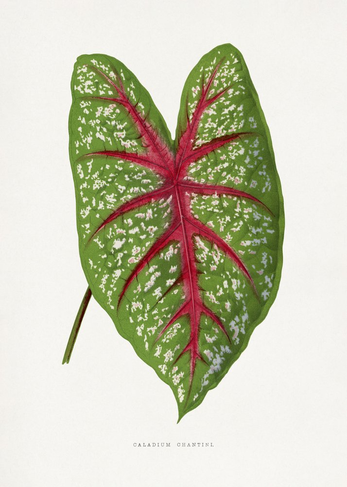 Illustratie van het blad van de groene Caladium Chantini door Les Plantes a Feuillage Colore