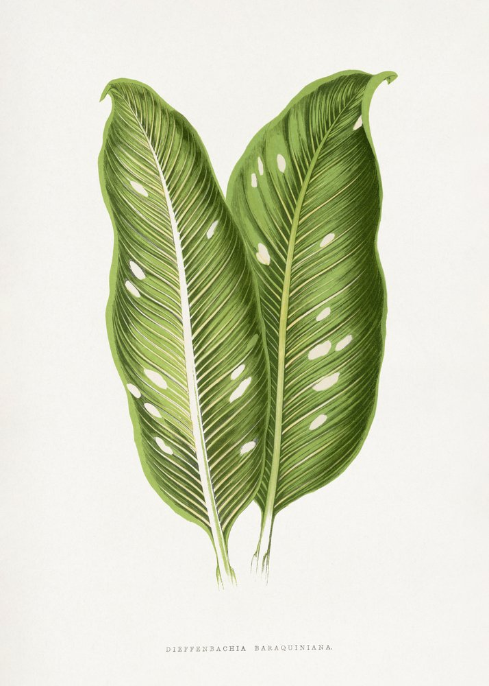 Groene Dieffenbachia Baraquiniana-bladillustratie door Les Plantes a Feuillage Colore