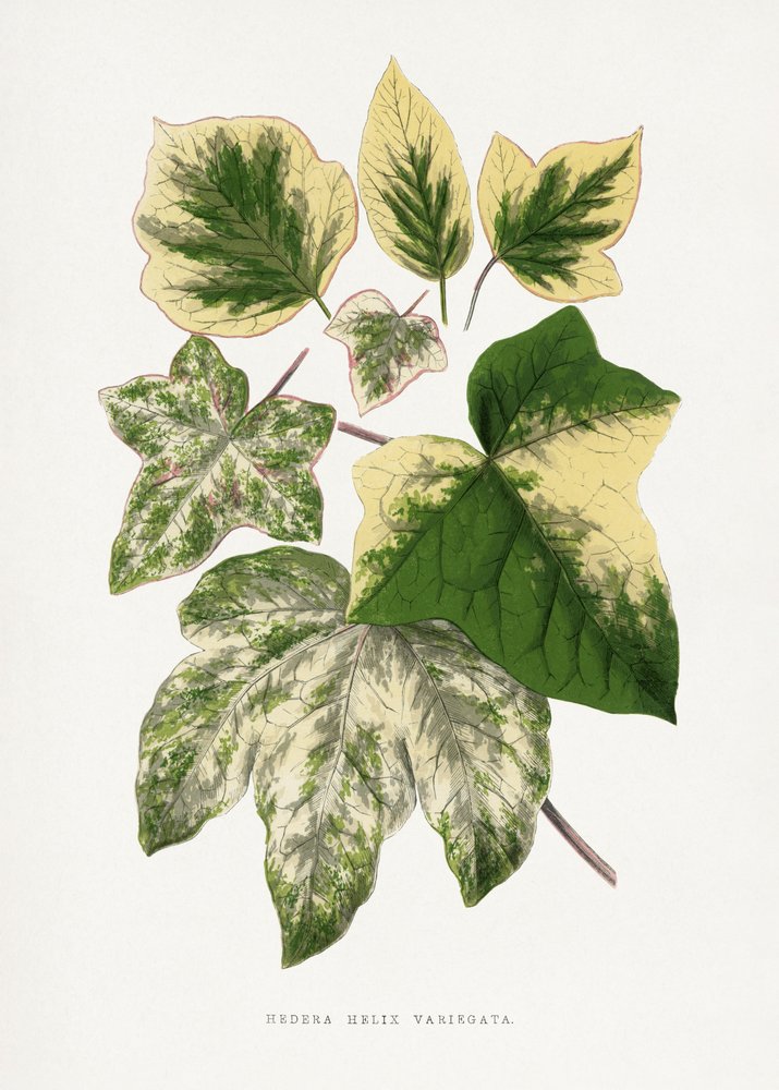 Illustratie van een groen blad door Les Plantes a Feuillage Colore