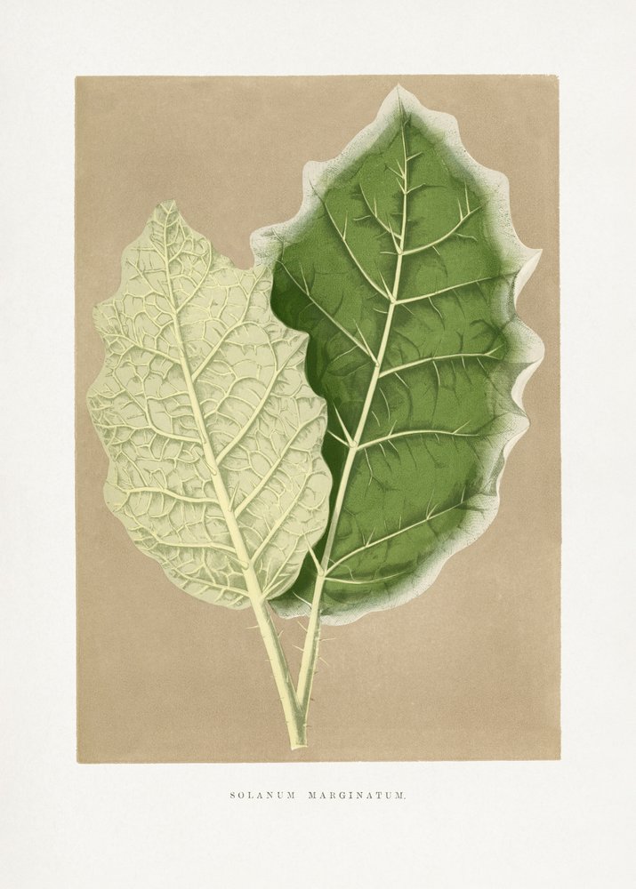 Illustratie van een groen blad van Solanum marginatum door Les Plantes a Feuillage Colore