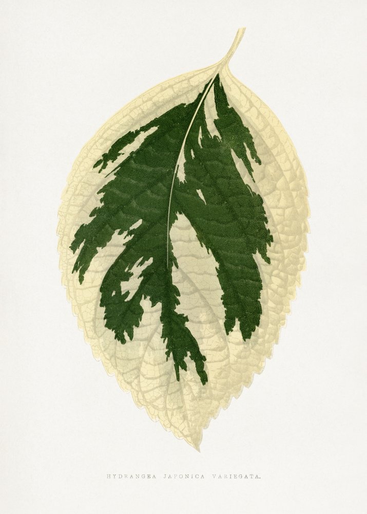 Illustratie van het blad van de Hydrangea Japonica Variegata door Les Plantes a Feuillage Colore