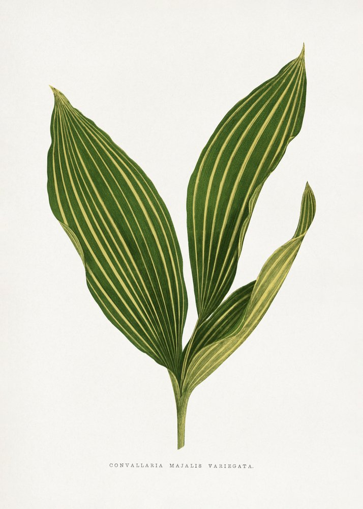 Illustratie van een lelietje-van-dalenblad door Les Plantes a Feuillage Colore