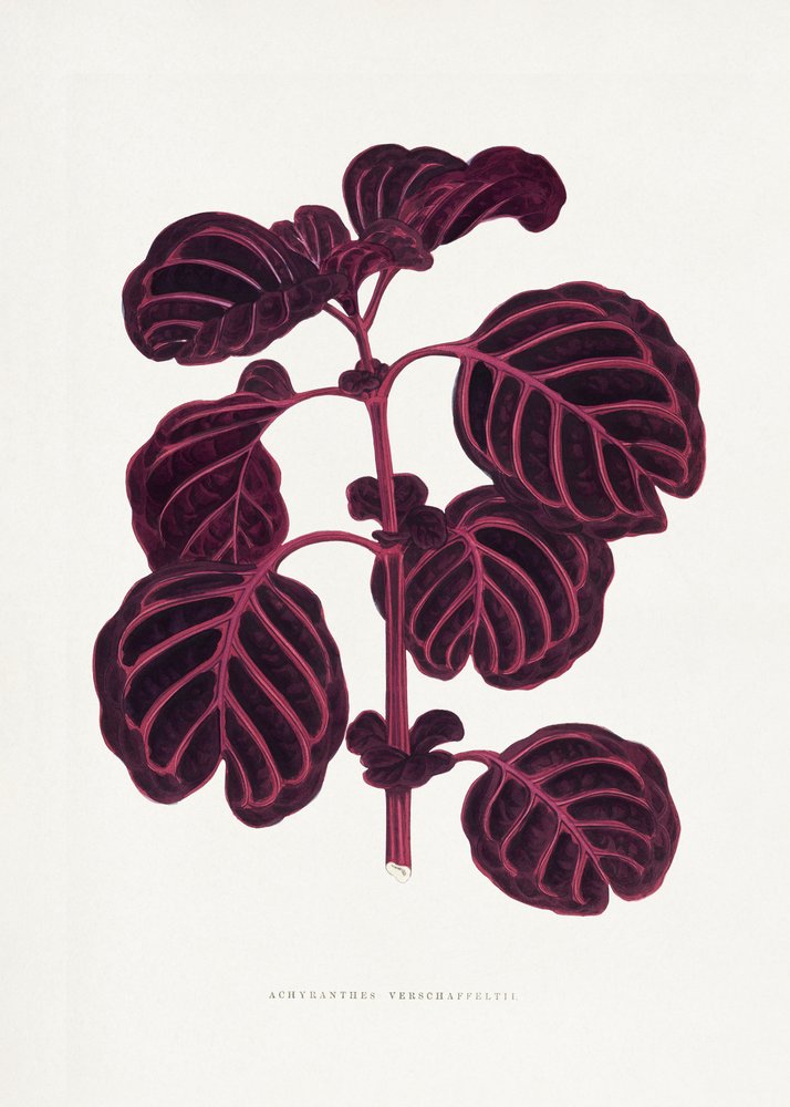 Pink Achyranthes Verschaffeltii Leaf Illustratio door Les Plantes a Feuillage Colore