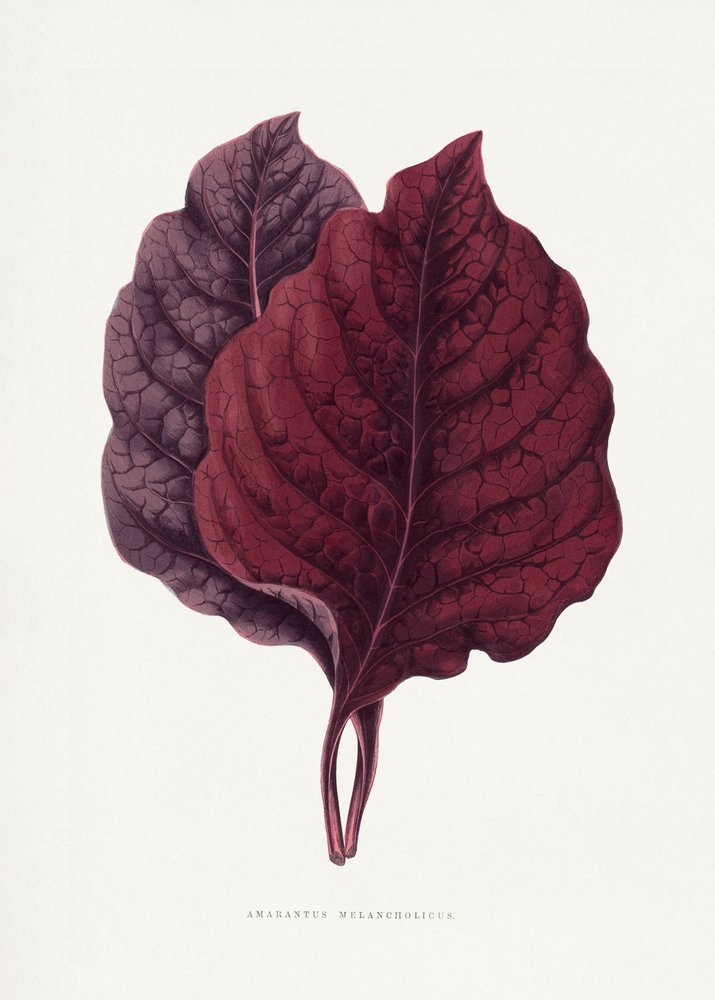 Illustratie van een roze amarantblad door Les Plantes a Feuillage Colore