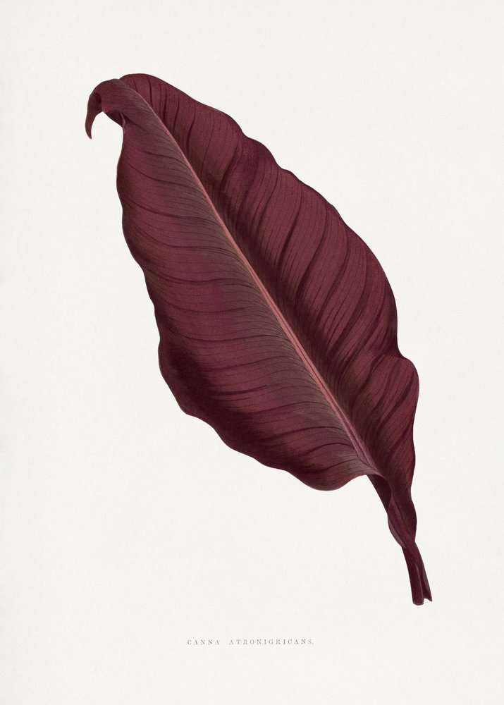 Illustratie van een roze Canna atronigricans-blad door Les Plantes a Feuillage Colore