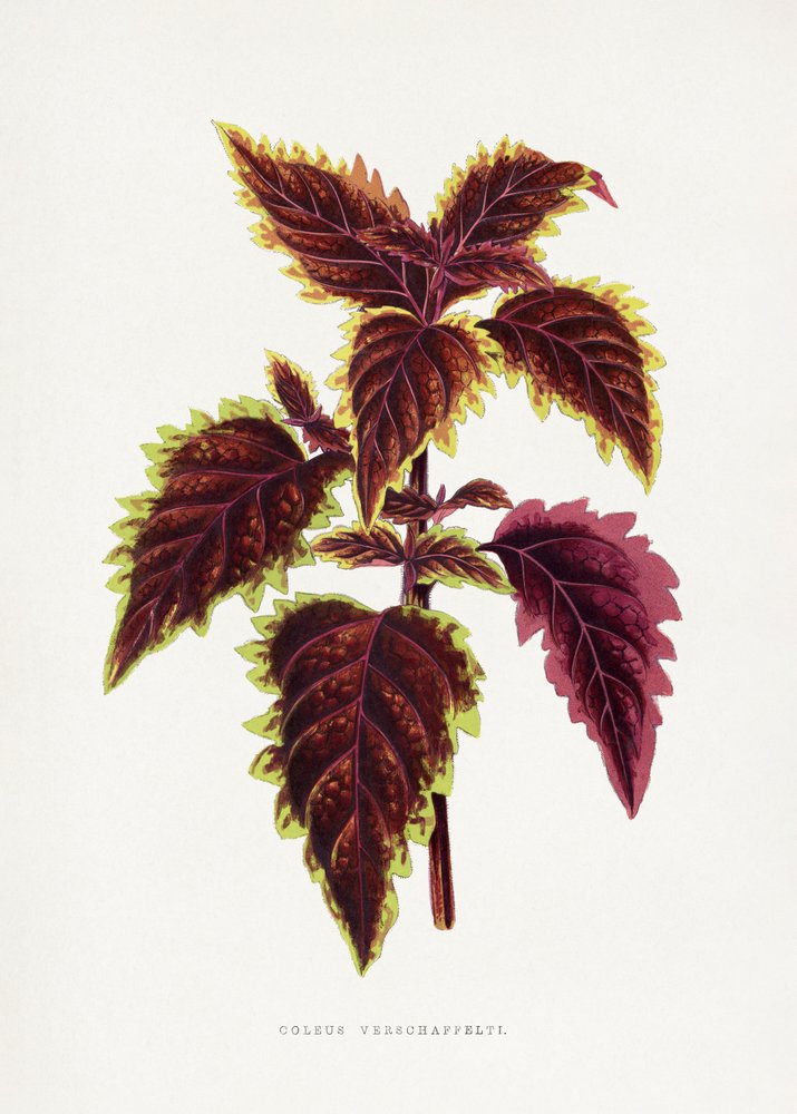 Illustratie van een roze coleusblad door Les Plantes a Feuillage Colore