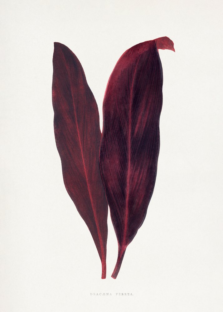 Roze Dracaena Ferrea-bladillustratie door Les Plantes a Feuillage Colore