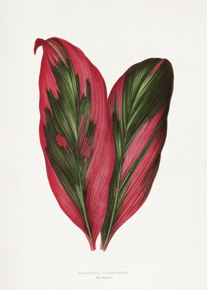 Roze Dracaena Terminalis-bladillustratie door Les Plantes a Feuillage Colore