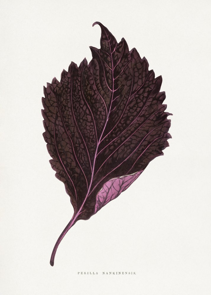 Illustratie van het blad van de roze perilla (Perilla nankinensis) door Les Plantes a Feuillage Colore
