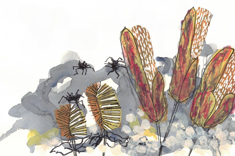Botanische Banksia-spinnen door Lori Ann Folz