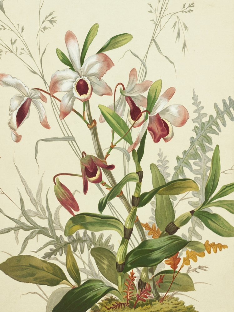 Bloemen door Louis Prang