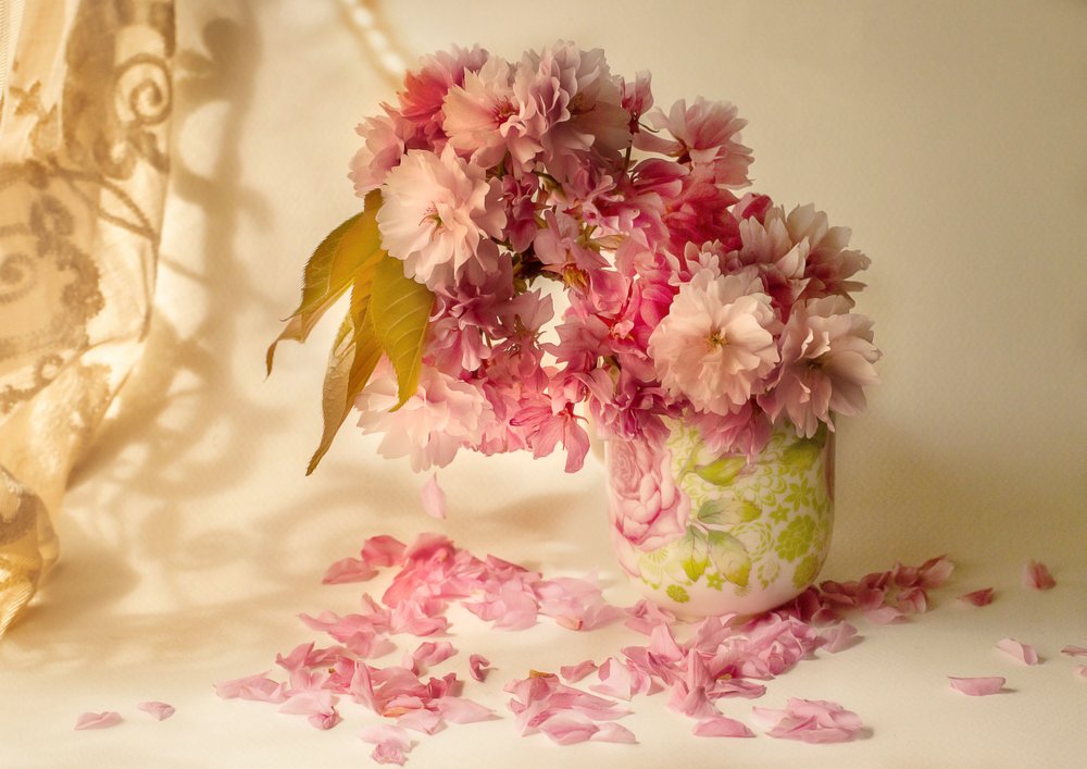 Roze kersenbloesems door Ludmila Shumilova