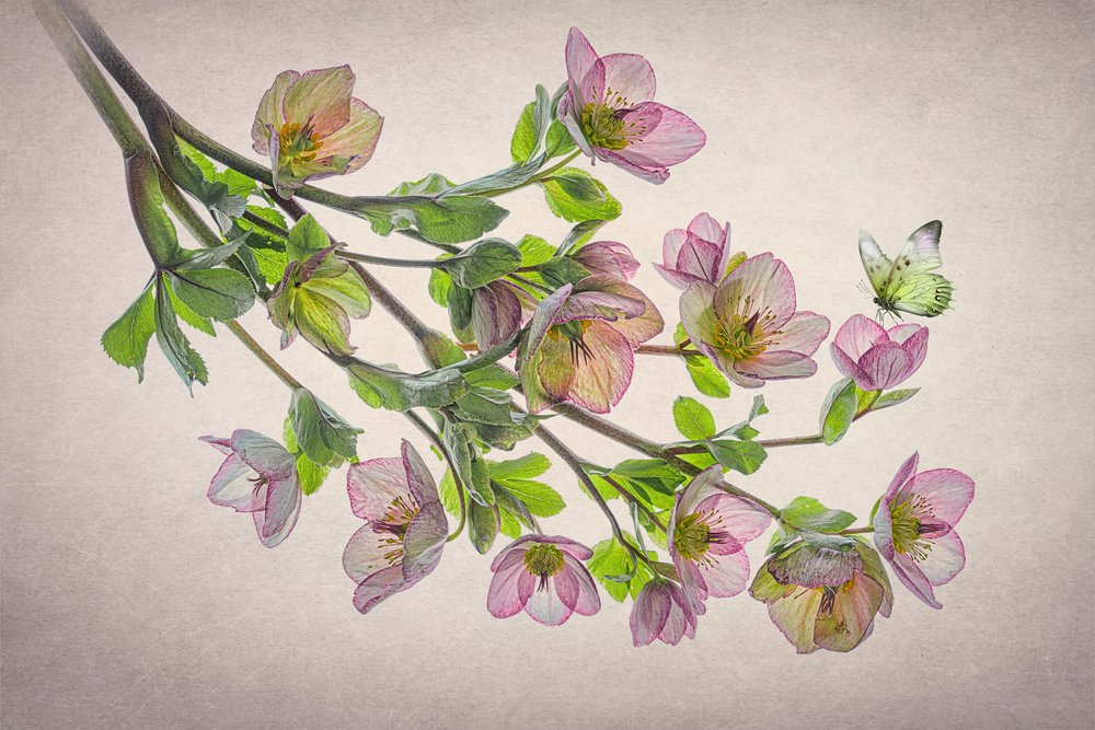 Etherische Helleborus-vlinder door Lydia Jacobs