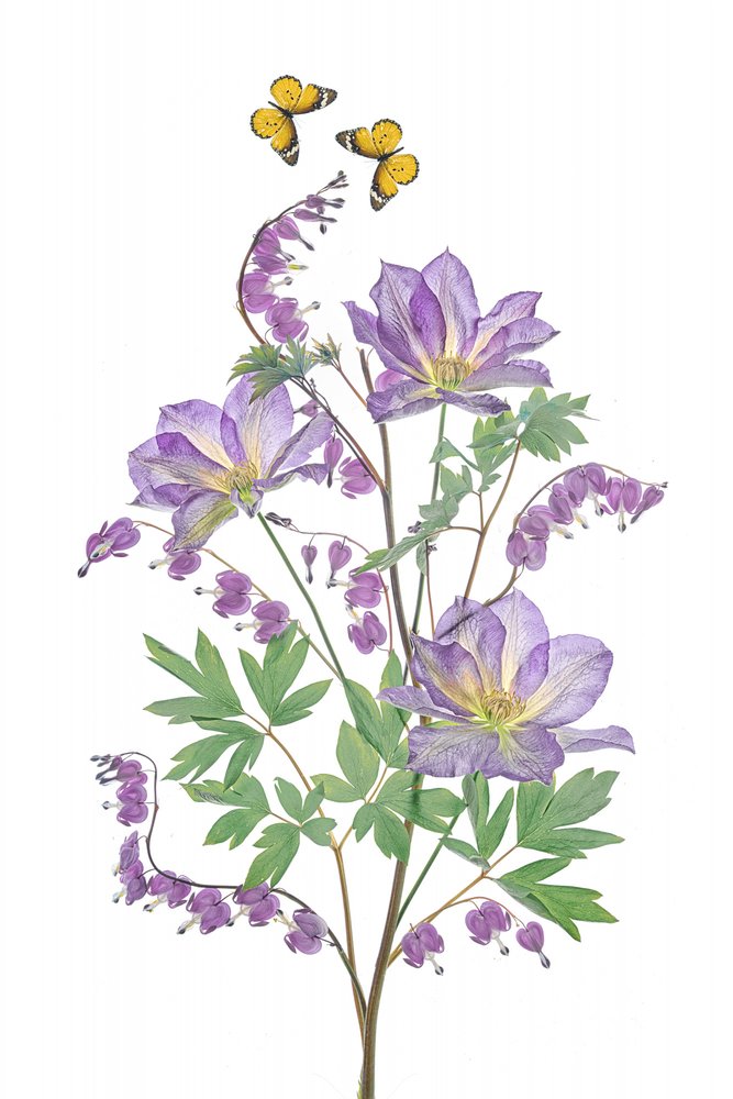 Paarse bloemen en vlinders door Lydia Jacobs