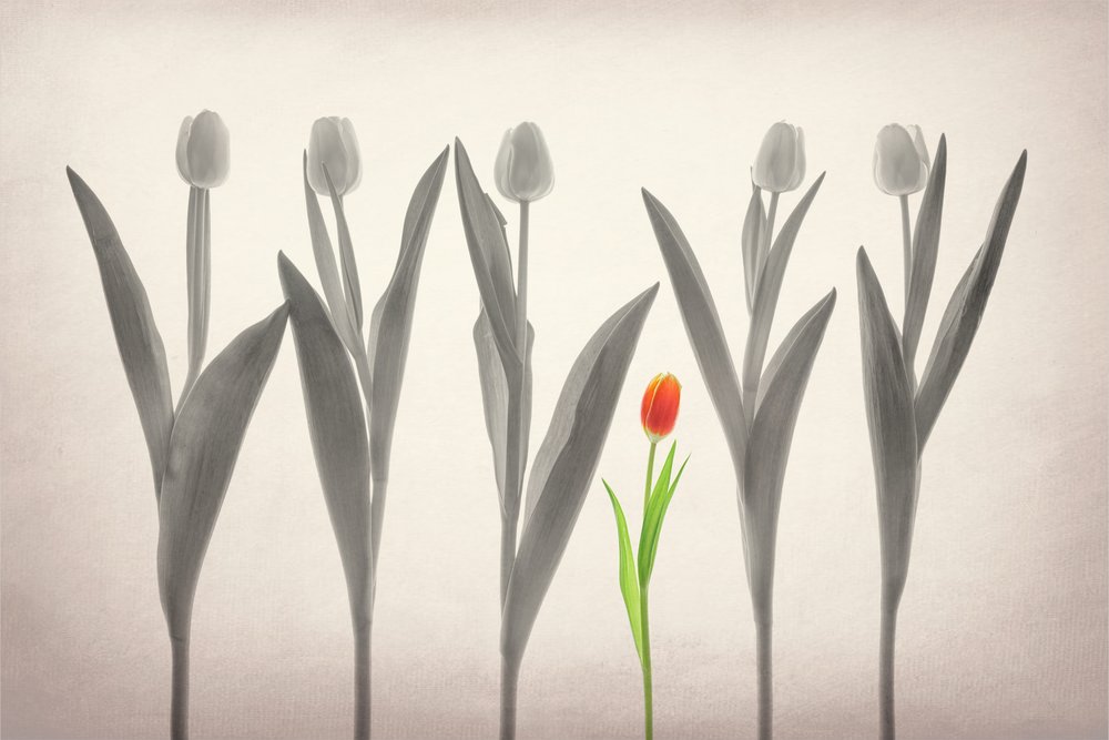 De rode tulp valt op door Lydia Jacobs