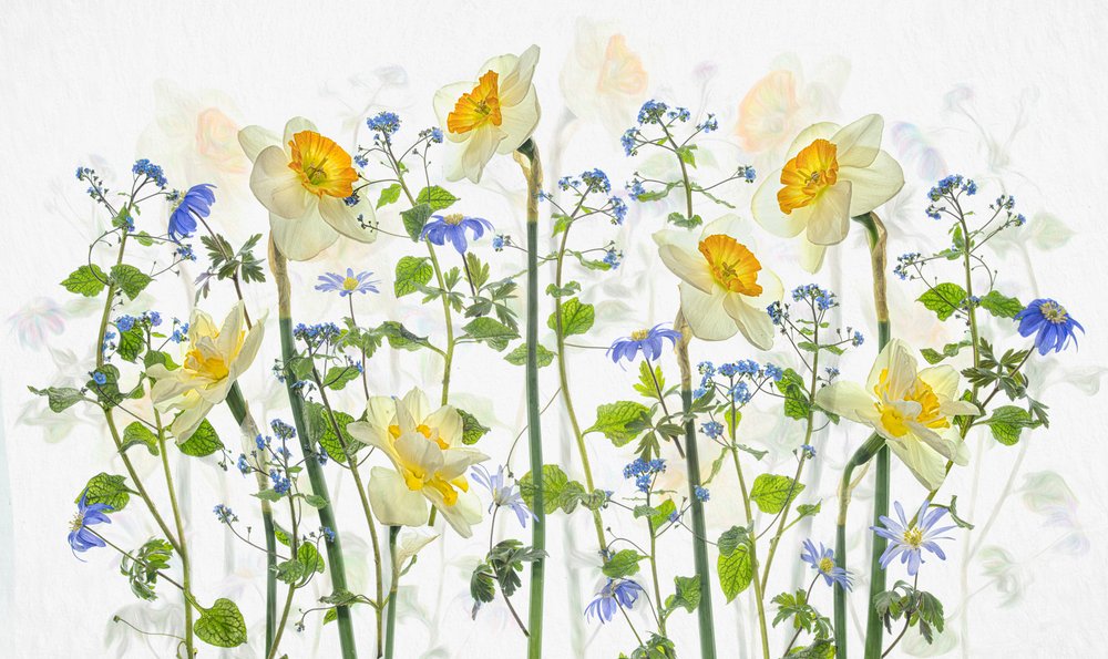 Lente: narcissen en blauwtinten door Lydia Jacobs