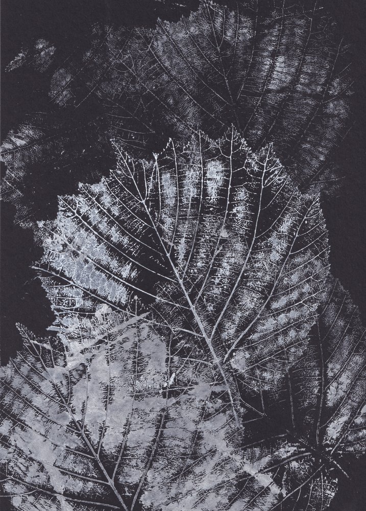 Monochrome bladstudie door Maira Ribena