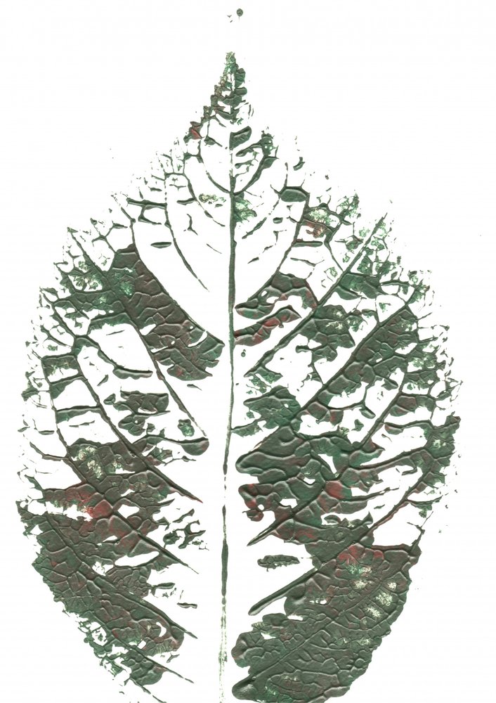 Groen blad met structuur door Maira Ribena