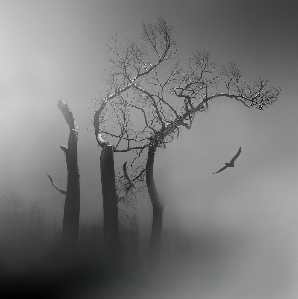 Lone Bird Misty Trees door Margaret Halaby