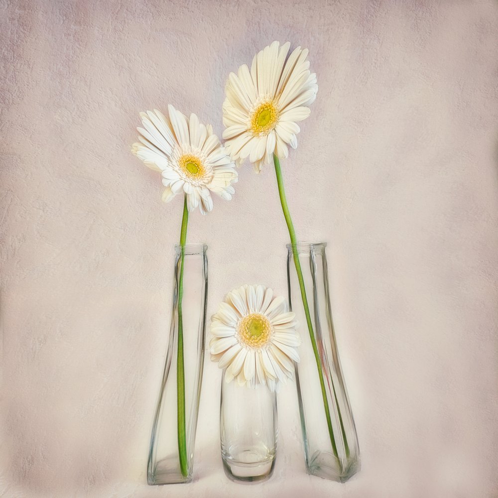 Elegante witte gerbera