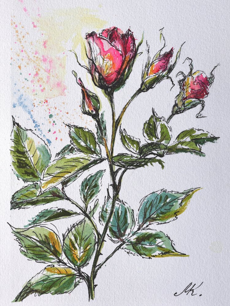 Roze rozenknoppen - Botanische schets in inkt en aquarel door Marina Kozyr