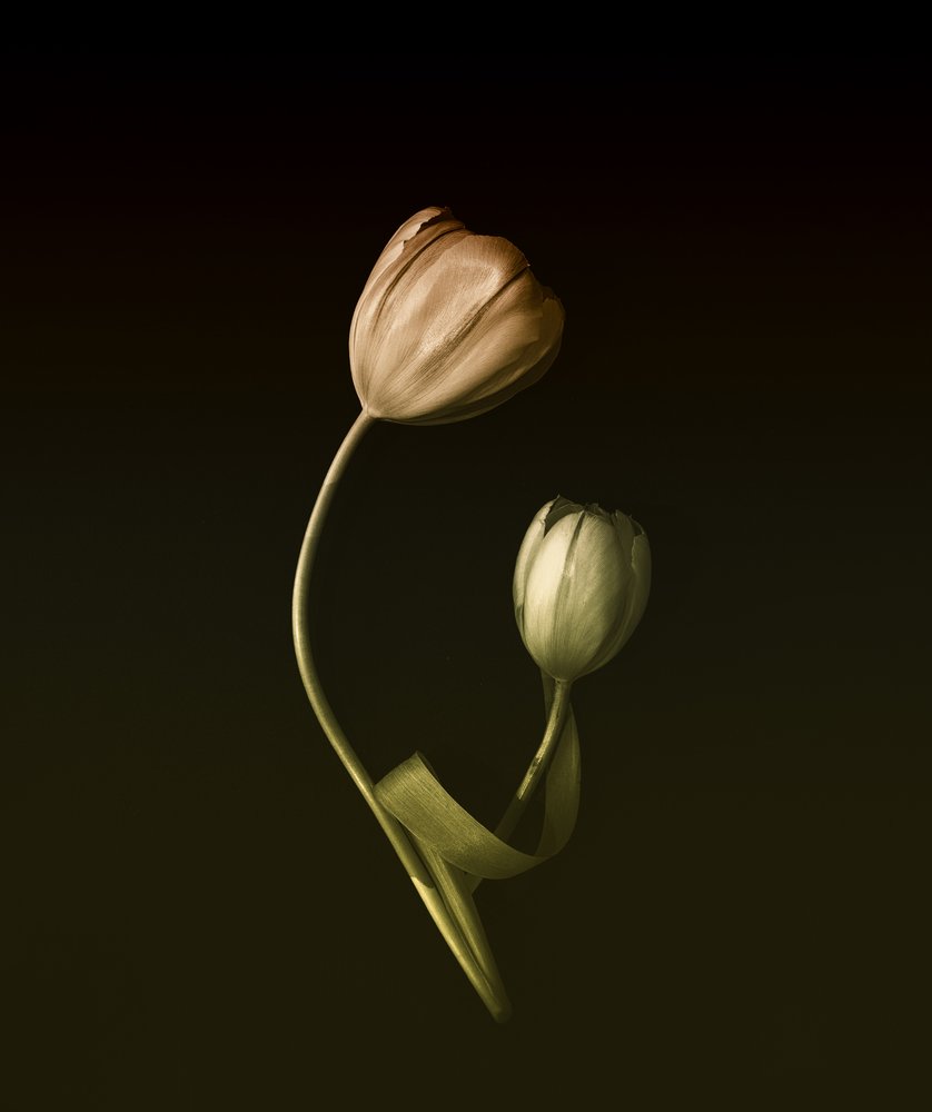 Ingetogen tulpenomhelzing door May G