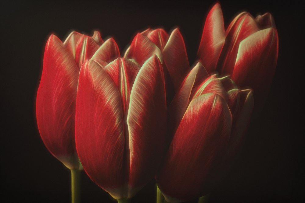 Stemmige rode tulpen door Naoya Nakagawa