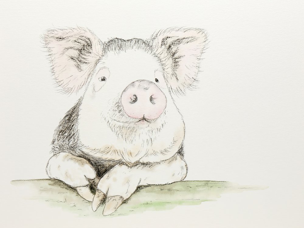 Schattig varkentje in aquarel door Natalie Bruns