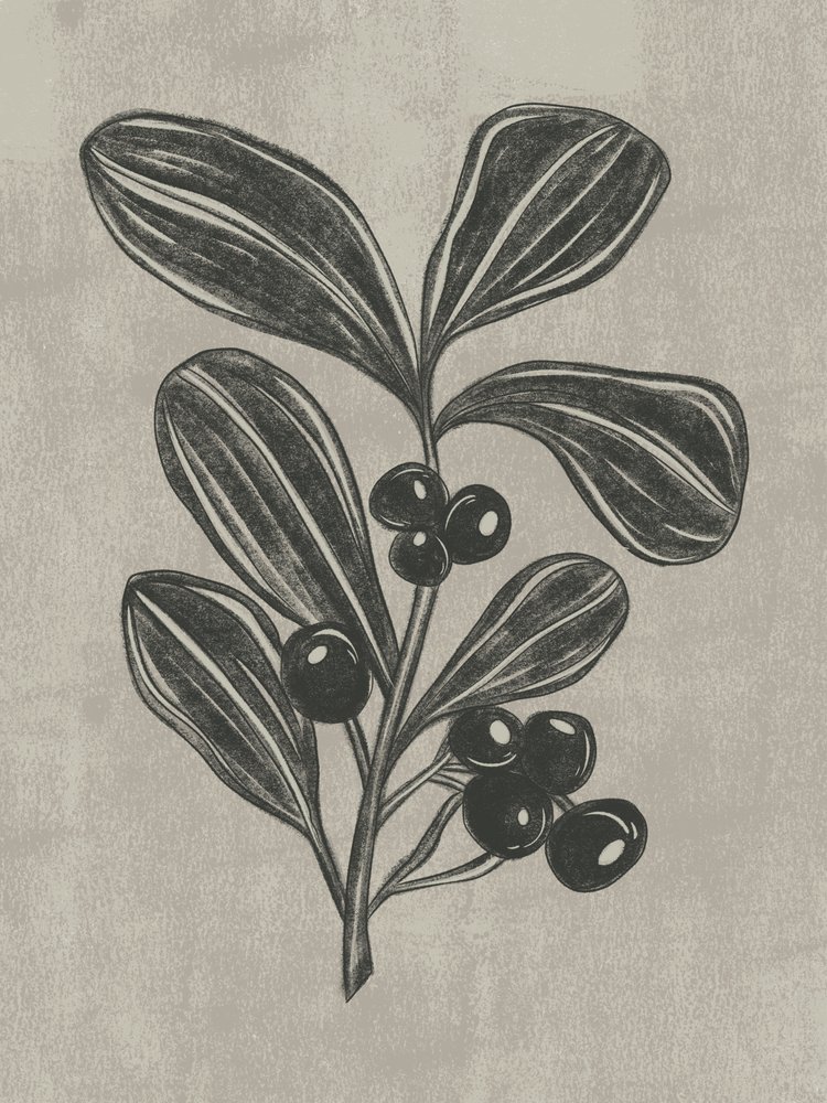 Botanische schets van een bes door Nikita Jariwala