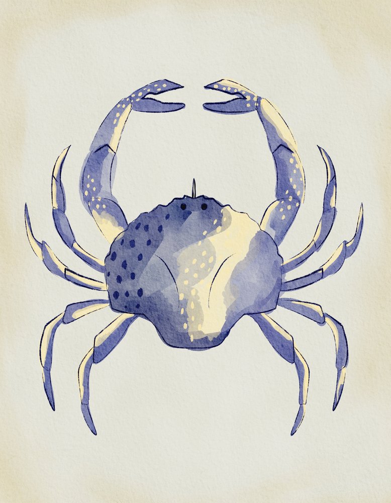 Aquarel: Blauwe krab door Nikita Jariwala