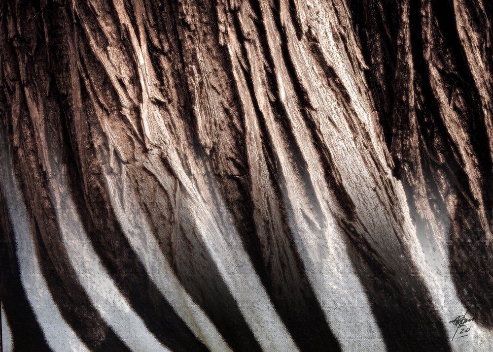 Zebrastreep-textuur door Osvaldo Russo