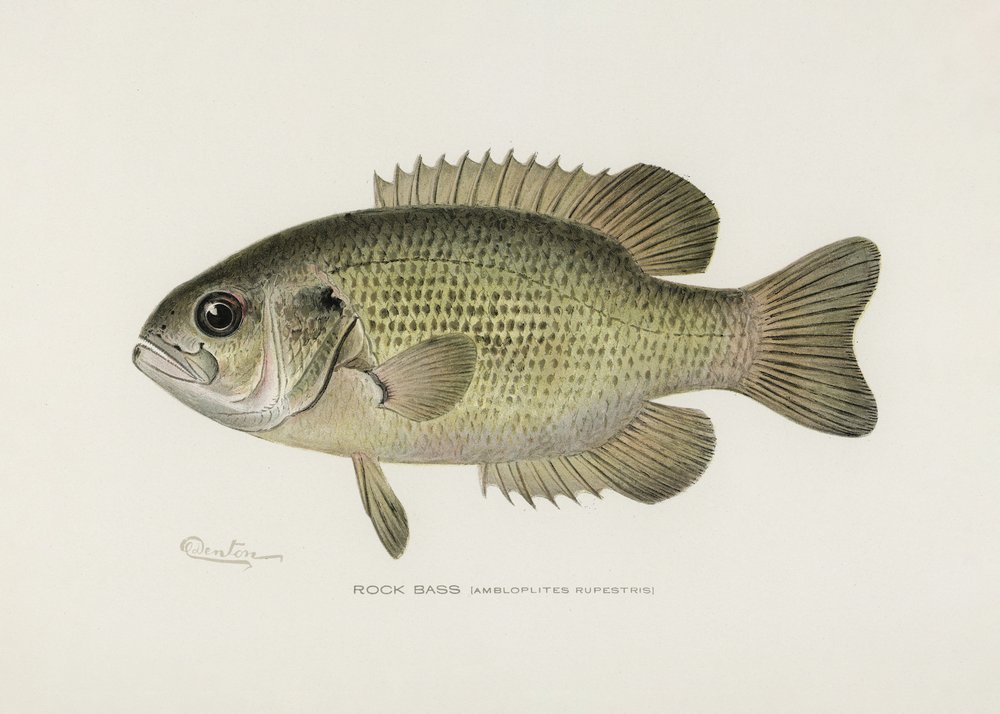 Rotsbaars (Amploplites rupestris) Door Sherman F. Denton (1856–1937) door Pictufy