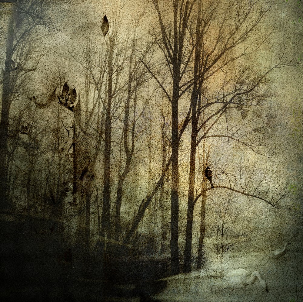 Mysterieuze winterbossen door Rachel Pansky