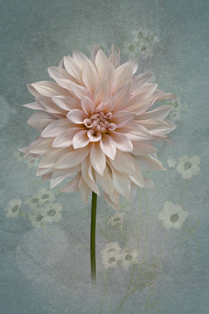 Blush Dahlia Bloom door Richard Urbanski
