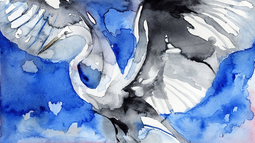 Blauwe reiger in vlucht door RodMacIver